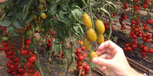 La tomate FW13 : vers la tomate hybride de demain ? 