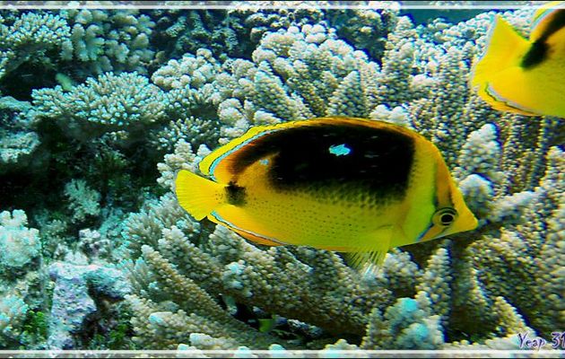 Poisson-papillon à 4 taches ou néon, Fourspot butterflyfish (Chaetodon quadrimaculatus) - Tumakohua (passe sud) - Atoll de Fakarava - Tuamotu - Polynésie française