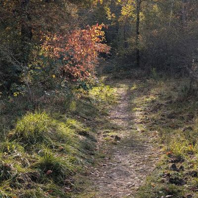 🍁 Perpette l'y andouillettes 🍁