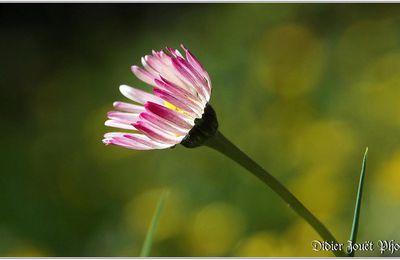 Pâquerette (5) - Bellis perennis