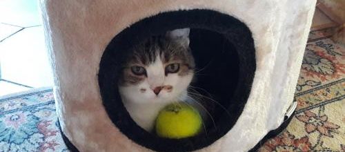 Mousse à la lucarne