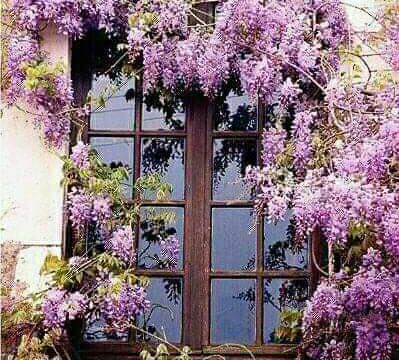 La glycine, une autre fleur du printemps