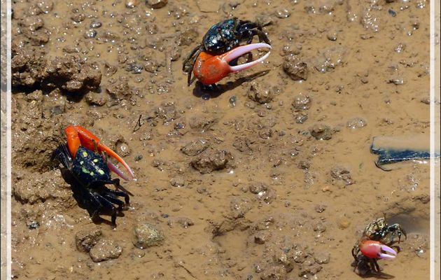 Crabe violoniste commun, Common fiddler crab (Uca tetragonon) - Maeva - Huahine - Polynésie française