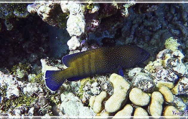 Mérou paon ou Mérou céleste ou Vieille cuisinière, Peacock hind or Peacock grouper (Cephalopholis argus) - Tumakohua (passe sud) - Atoll de Fakarava - Tuamotu - Polynésie