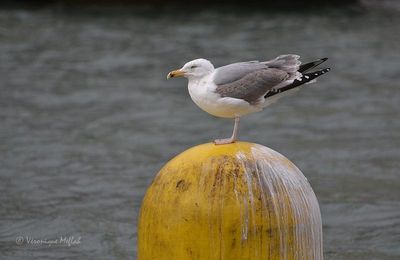Bassin de la Villette : Goélands argentés