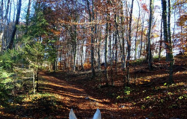 Le 16 novembre 2018 : Balade à cheval
