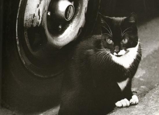LES CHATS EN POESIE : Un chat perdu