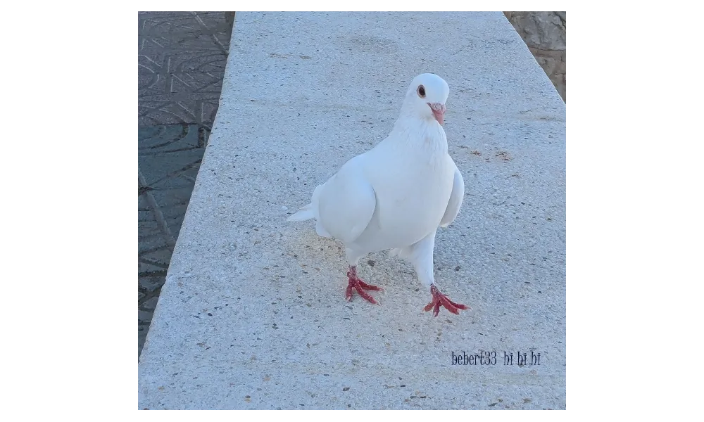 des oiseaux à Calpe - Espagne