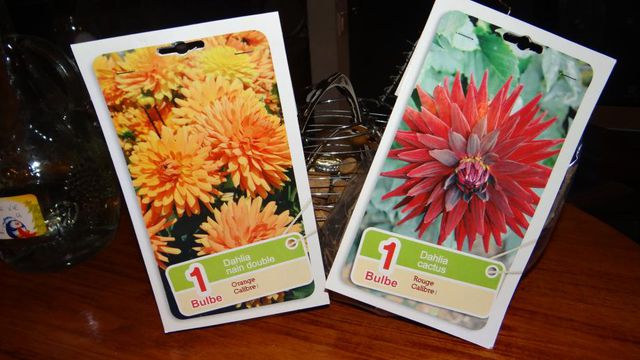 Le Dahlia.... Une Plante de Soleil !!