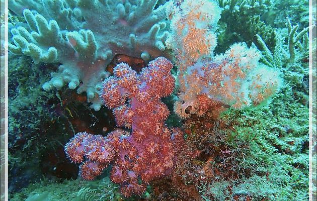 Corail mou épineux, Alcyonaire épineux ou translucide, Prickly alcyonarian (Dendronephthya spp.) - Spot Antsoha (Rocher 4ème Frère) - Tsarabanjina - Mitsio - Madagascar