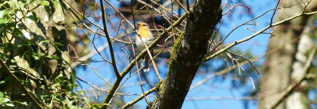 Mes haïkus du dimanche