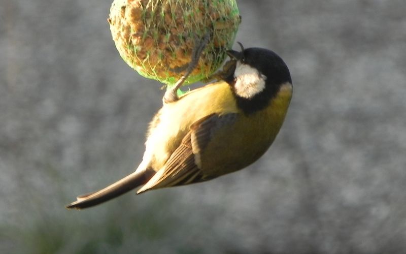 Ma mésange du jour