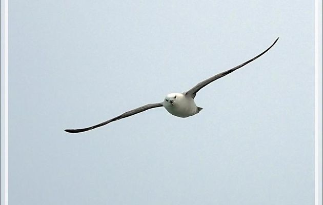 Fulmar boréal, Pétrel fulmar, Northern Fulmar (Fulmarus glacialis) - Détroit de Davis - Entre Groenland et Nunavut