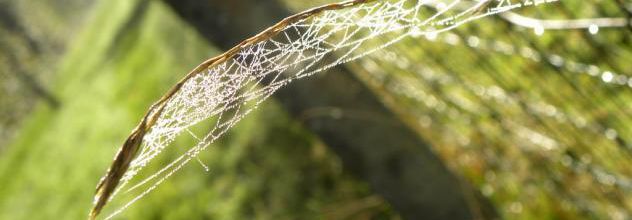 Emotion nature