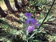 Fleurs de Bretagne