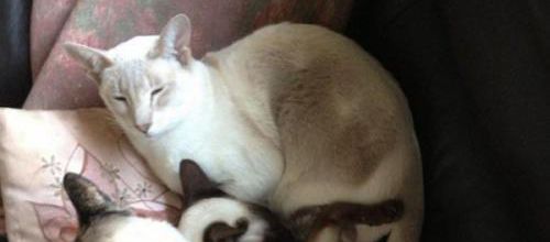 Une minette survit 8 jours dans un colis