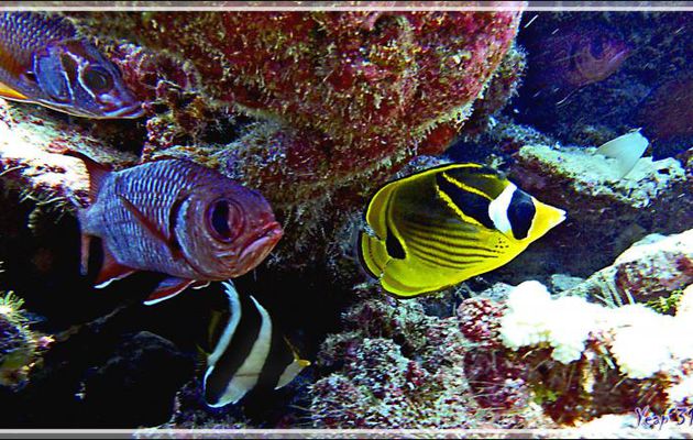 Les noms bizarres des poissons dignes d'un inventaire à la Prévert : un Ecureuil, un Soldat, un Cocher et un Raton laveur - Tumakohua (passe sud) - Atoll de Fakarava - Tuamotu - Polynésie français