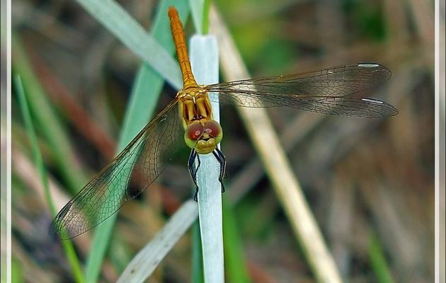 Libellule Sympetrum sp. - La Couarde-sur-Mer - Ile de Ré - 17
