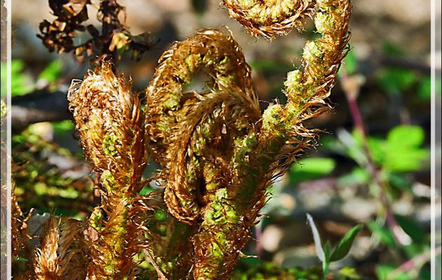 Ce matin, je ne cherchais de crosses à personne ;-)) et pourtant j'en ai trouvé : Crosses de Fougère aigle (Pteridium aquilinum) - Milhas - 31