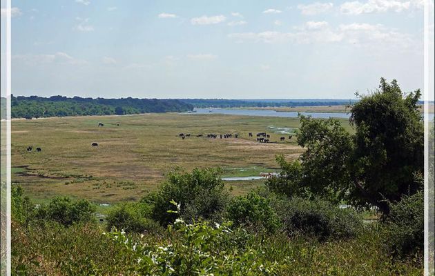Dans l'immensité de la savane, un troupeau d'éléphants ... - Safari terrestre - Parc National de Chobe - Botswana