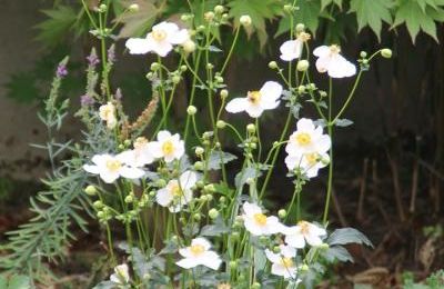 Anemone pretty lady "maria"