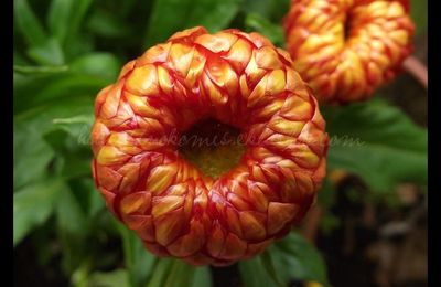 L'immortelle se replie quand le ciel se couvre