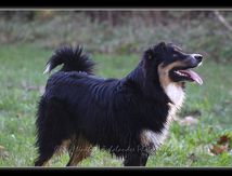 Apprentissage au Freezby-Dog...