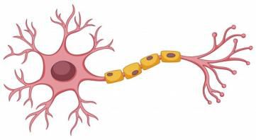 Des neurones en 3D