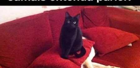 Chien et chat