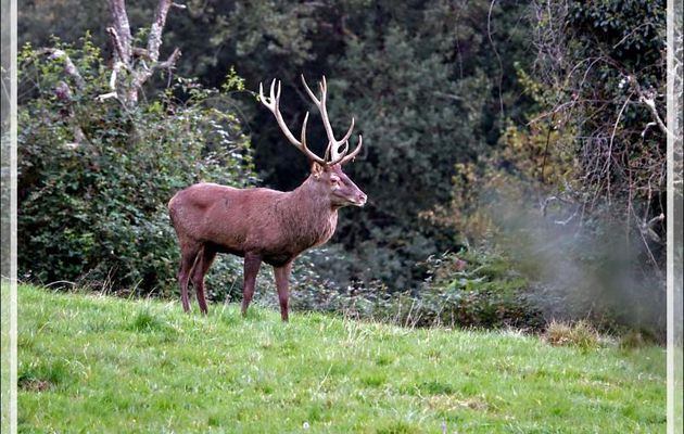 08/10/2021, 19 h 30 :  en fait c'est un cerf 13 cors (7 à gauche et 6 à droite) - Lartigau - Milhas - 31