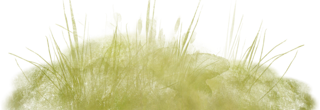 ѼVegetation