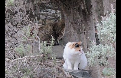 Chats Européens