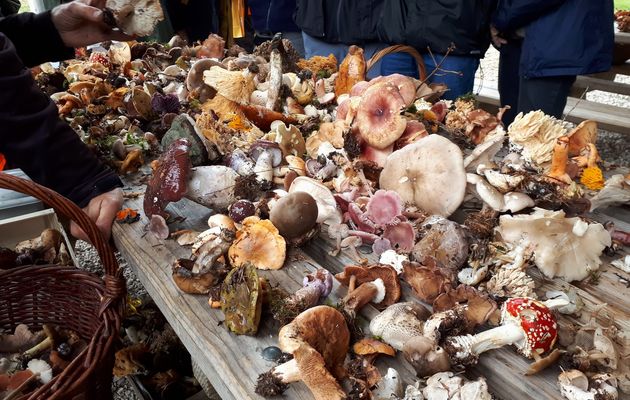 Tous aux champignons