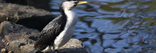 Ménagerie du Jardin des Plantes : Le Cormoran Pie