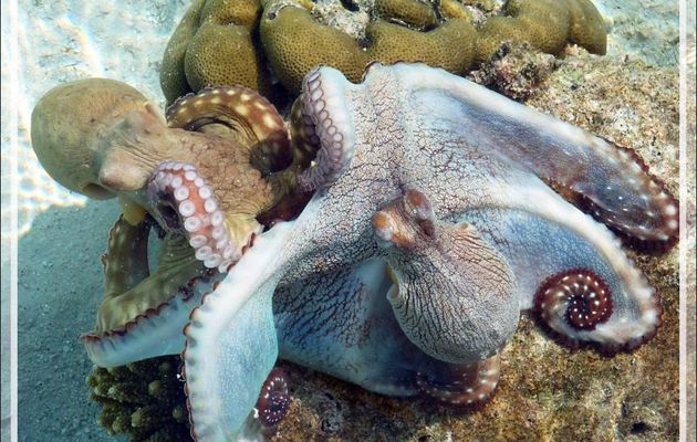 Mais Popol le poulpe n'était pas seul, il y avait aussi Pioupiou la pieuvre ! - Athuruga - Atoll d'Ari - Maldives