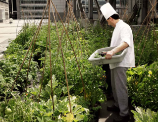 Agriculture Urbaine