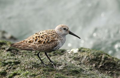 Bécasseau variable.