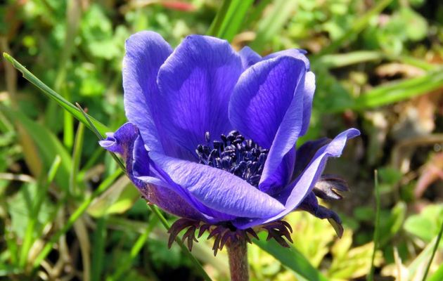 fleurs du jardin - 2 