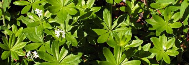 Galium odoratum  -  aspérule odorante