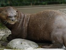 Loutre géante
