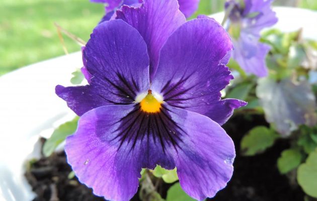 de jolies fleurs ! au jardin
