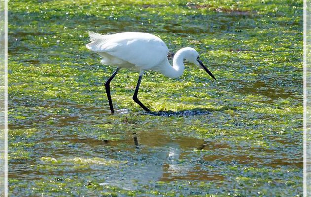 Aigrette garzette, Little Egret (Egretta garzetta) - La Couarde-sur-Mer - Île de Ré - 17