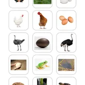 Mémory_oeufs.pdf