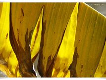 Feuille de Bananier