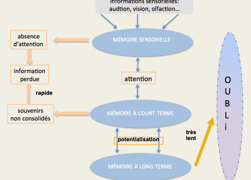 Souvenirs à court et à long terme