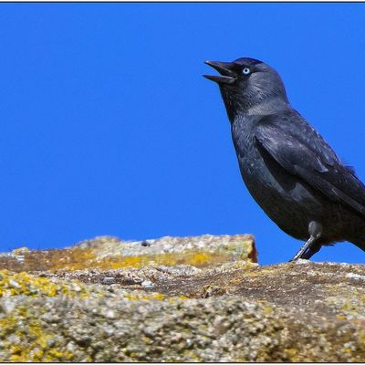 Balade Nature (3)