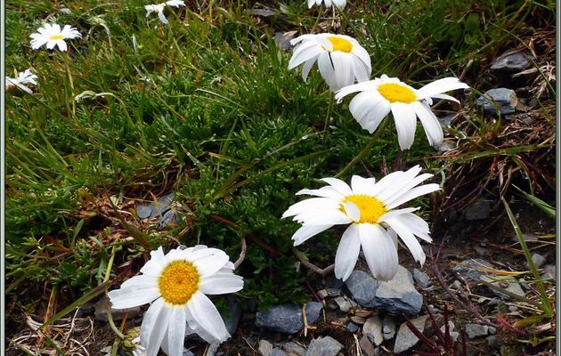 Leucanthème des Alpes (Leucanthemopsis alpina) - Varrados - Val d'Aran - Espagne