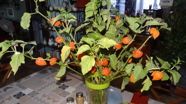 Quelques Fleurs pour cette Fin de Semaine