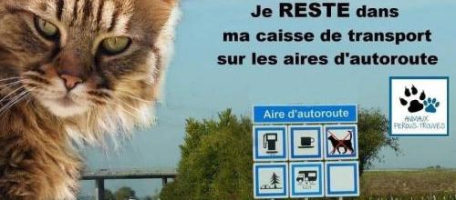 Sécurité du chat sur les aires d'autoroute