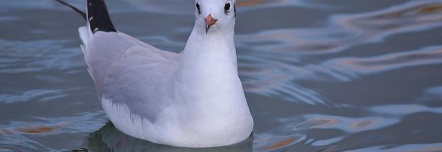 La mouette rieuse du Jardin des Tuileries